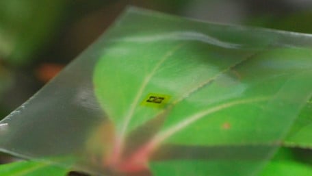 Knock on Wood: Researchers Turn to Wood as a Surprising Electronic Substrate 