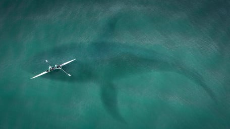 AI Enables Shark Spotting Drones to Patrol Australia’s Beaches
