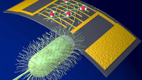 A Highly Sensitive and High-Performing ‘Green’ Electronic Sensor